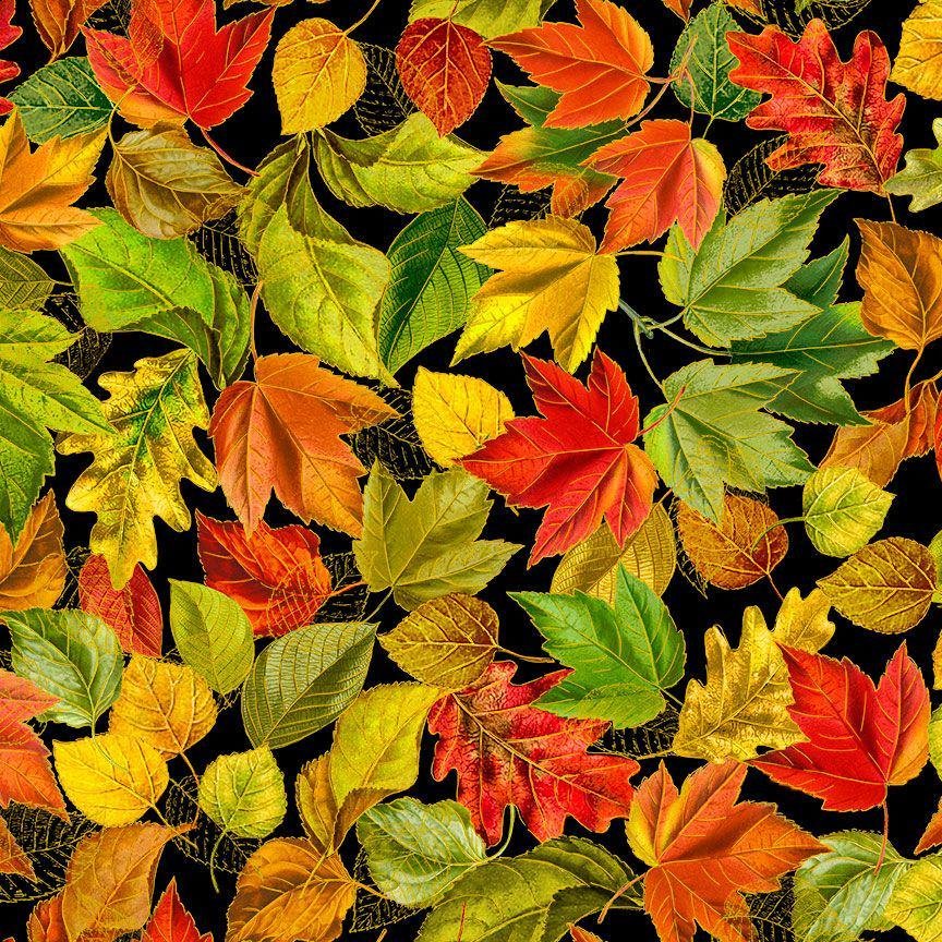 Harvest from Fall is in the Air by Timeless Treasures CM2803 Black sold by the 1/2 yd.