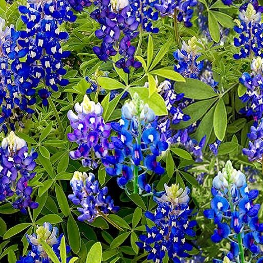 Bluebonnets by Greta Lynn for Benartex 14512-55 sold by the 1/2 yd.