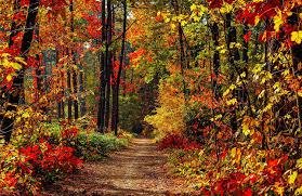 Fall Path Digitally Printed Fabric Panel by Focus on Fabric 20"X13"