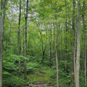 Secret Hollow Panel by Judel Niemeyer Prints for Timeless Treasures CD 4080 Forest 24"X44"