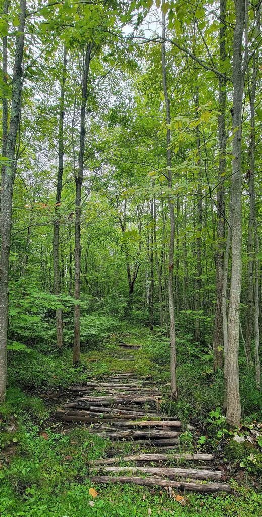 Secret Hollow Panel by Judel Niemeyer Prints for Timeless Treasures CD 4080 Forest 24"X44"